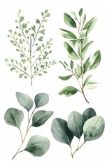 A close-up image of a bunch of green leaves on a white background. This versatile picture can be used for various purposes
