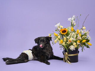 A black dog with a diaper sits beside a vibrant floral arrangement, licking its nose against a purple background