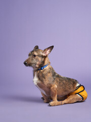 Profile of a brindled mixed breed dog sitting, wearing a blue collar and orange vest against a lavender background