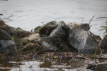 Yellow-spotted alligator