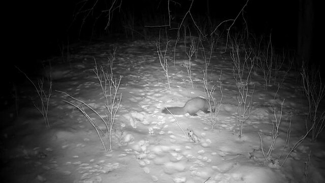 Marten Mustela in winter night looking for food, trail camera