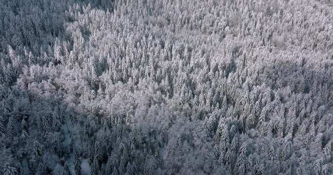 Aerial Forward Tilt Down Shot Of Full Frame Of Snow Covered Fir Trees In Tranquil Forest On Mountain - French Alps, France
