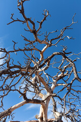tree with no leaves 