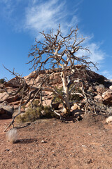 tree with no leaves in the desert