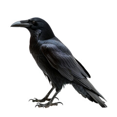 Fototapeta premium Black carrion crow isolated on transparent background. PNG