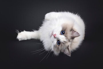 Beautiful young adult blue bicolor Ragdoll cat, laying down upside down on edge. Looking straight o...
