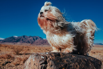 Shih tzu dog sitting on stone in windy weather on mountains background