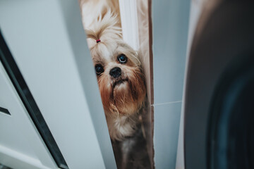 Shih tzu dog peek through open door