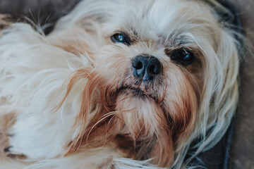 Naklejka na ściany i meble Close-up portrait of cute shih tzu dog