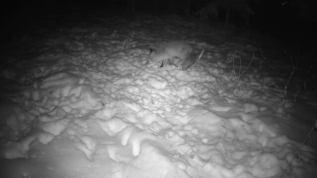 the fox finds last year's frozen apple in the winter garden at night