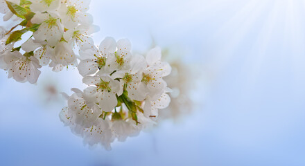 Spring background with white pear blossom isolated on sky background.