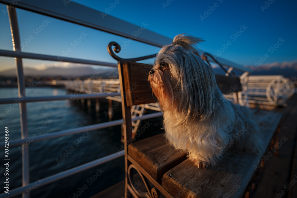 Sticker Shih tzu dog sitting on bench on seaside pier at sunset light