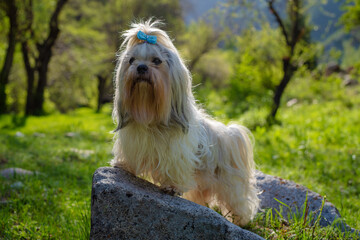 Shih tzu dog standing on stone in a summer grove