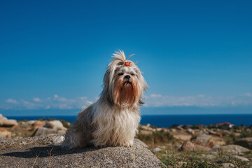 Shih-tzu dog sitting on stone in the mountains