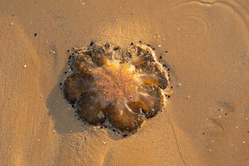 translucent jellyfish lies on a sandy beach