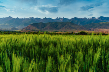 Obraz premium Beautiful landscape with summer field on mountains background