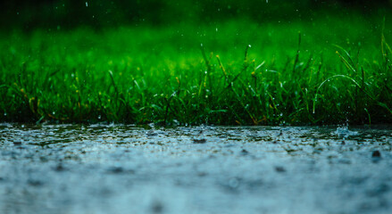 Raindrops at rainy day on green grass background
