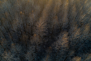 elevated drone view of pine canopies in a burned forest at sundown, climate change concept