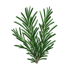 Fresh Rosemary Herb Vector Illustration with Detailed Needles