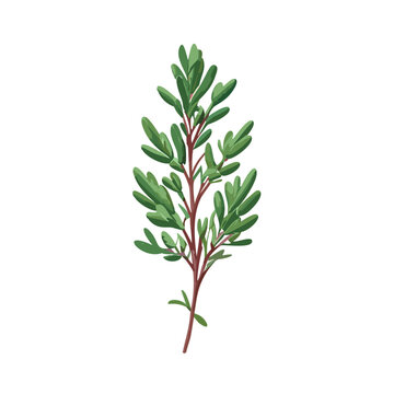 Sprig of Thyme Vector Illustration with Realistic Green Leaves