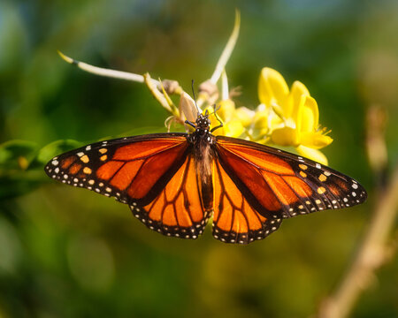 Monarch butterfly close up on yellow flower
