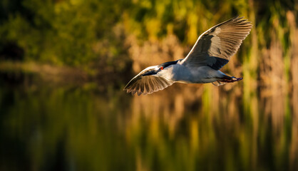 Black Crowned Night Heron with red eyes over golden pond