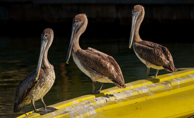 3 brown pelicans on a kayak