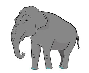 Vector e ilustración de elefante. Dibujo de animal. 