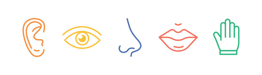 5 five types sense. Нuman nervous system line icons color set. Eye, nose, ear, hand, mouth. Sight, smell, hearing, touch, taste concept. Vector 