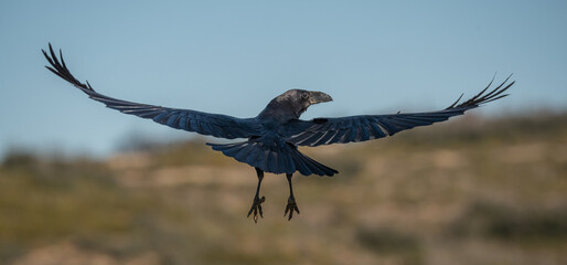 The northern raven in flight
