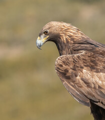 the majestic golden eagle portrait	