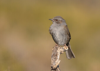 dunnock on the branch