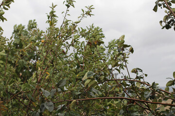 Pessimistic sky on rainy day, organic, natural agriculture in the garden of the village house. The quince tree is from the Cydonia oblonga family. Tree branches with green leaves.