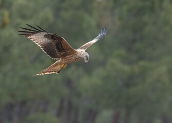 red kite looking for its next prey from the air	