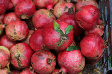 Organic, natural agriculture in the garden of the village house. Pomegranate fruit from the Punica granatum L. family. Photo of a lot of red and pink shiny fruits in a large crate, basket.
