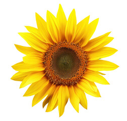 Vibrant Sunflower Blooming Against a isolate 