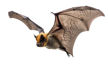 Bat Soaring Through the Air With Spread Wings