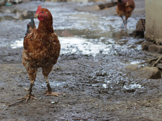 Natural poultry farming in the garden of the village house. Feeding animals in the coop in the garden of the village house. Foragers, chickens, roosters, chicks, turkeys. Poultry being fed on a rainy 