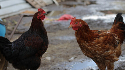 Natural poultry farming in the garden of the village house. Feeding animals in the coop in the garden of the village house. Foragers, chickens, roosters, chicks, turkeys. Poultry being fed on a rainy 