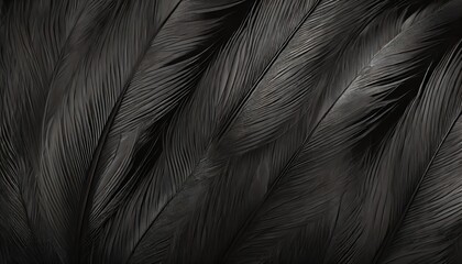 beautiful lines dark black feather pattern texture background