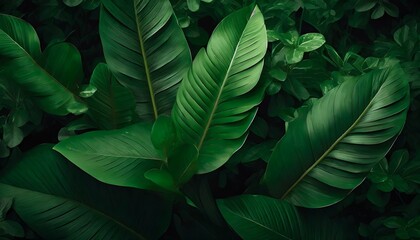 tropical leaves texture abstract nature leaf green texture background vintage dark tone picture can used wallpaper desktop - obrazy, fototapety, plakaty