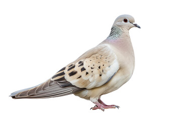 Obraz premium Pigeon Standing on isolate Surface