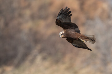 western marsh harrier in flight over the marsh