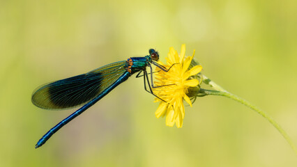 Male Banded Demoiselle sitting on a yellow flower