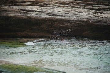 cute dogs having fun on the beach at rio de janeiro