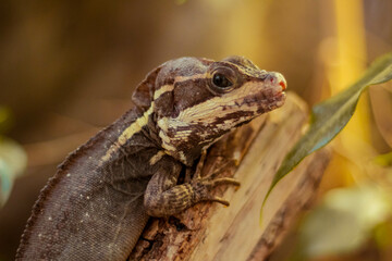 Retrato lagarto