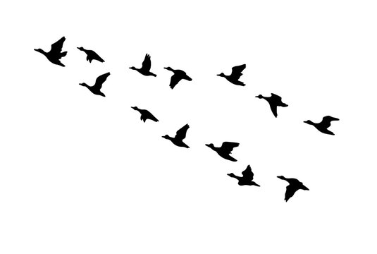 Silhouette of flying ducks. hand drawing. Not AI, Vector illustration