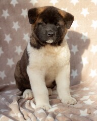 American Akita