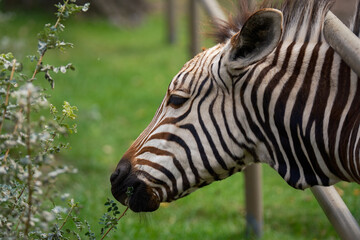 zebra in zoo