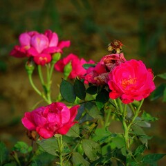 Bunch of Indian red roses in garden